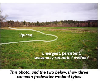 upland vs. wetland