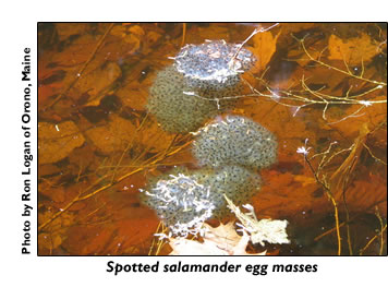 Spotted salamander egg masses